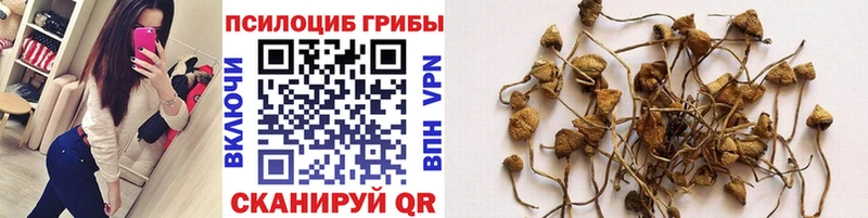 Псилоцибиновые грибы прущие грибы  купить закладку  Бахчисарай 